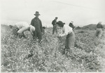 Working in the Fields by Brooklyn College