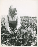 Student Picking Beans by Brooklyn College