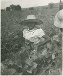 Young Child Picking Beans by Brooklyn College