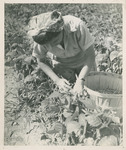 Student Picking and Packing Beans by Arnold Eagle