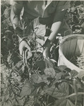 Student Picking and Packing Beans 2 by Arnold Eagle