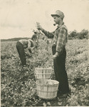 Male Student Picking Crops by Arnold Eagle