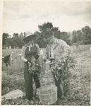 Instruction on Picking Peas/Beans by Arnold Eagle