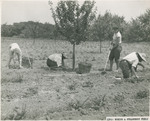Hoeing a Strawberry Field by Brooklyn College