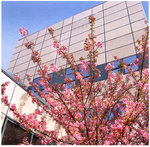 Spring Blossoms in E-Building Courtyard