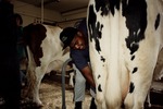 Veterinary Technology Student Milking a Cow by LaGuardia Community College